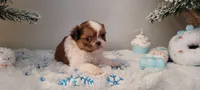 Payton, a male Shih Tzu for sale in Franklinton, LA – Photo 6 of 7
