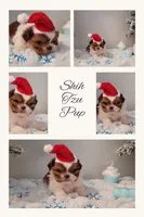 Payton, a male Shih Tzu for sale in Franklinton, LA – Photo 4 of 7