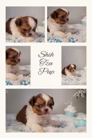 Payton, a male Shih Tzu for sale in Franklinton, LA – Photo 7 of 7