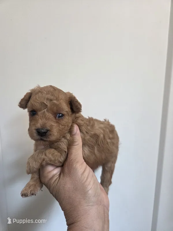 Luke – Poodle - Toy  puppy for sale in Franklinton, LA
