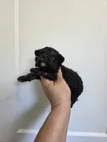 Lucy, a female Poodle - Toy  for sale in Franklinton, LA – 2 of 4