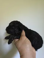 Lucy, a female Poodle - Toy  for sale in Franklinton, LA – 4 of 4