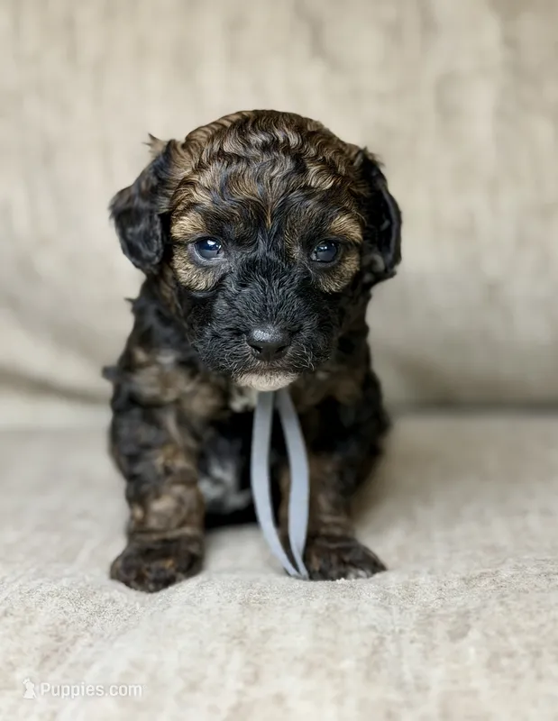 Blackjack  – Bernedoodle, Miniature Bernedoodle puppy for sale in Lamar, CO