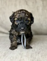 Blackjack , a male Bernedoodle and Miniature Bernedoodle for sale in Lamar, CO – 7 of 10