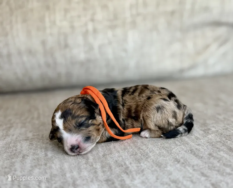 Blaze – Bernedoodle, Miniature Bernedoodle puppy for sale in Lamar, CO