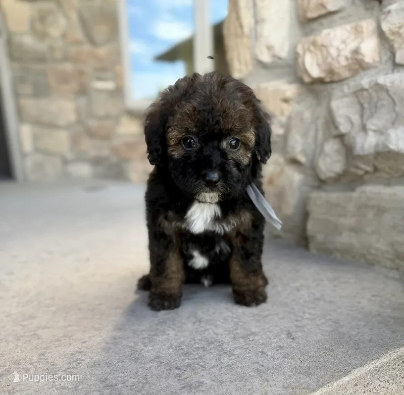 Blackjack  – Bernedoodle, Miniature Bernedoodle puppy for sale in Lamar, CO