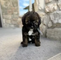 Blackjack , a male Bernedoodle and Miniature Bernedoodle for sale in Lamar, CO – 1 of 10
