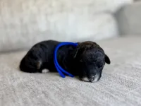 Benny, a male Bernedoodle and Miniature Bernedoodle for sale in Lamar, CO – 2 of 3