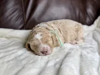 Pumpkin , a male Goldendoodle and Miniature Goldendoodle for sale in Lamar, CO – 2 of 3