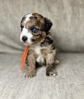 Blaze, a male Bernedoodle and Miniature Bernedoodle for sale in Lamar, CO – 2 of 7