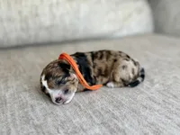 Blaze, a male Bernedoodle and Miniature Bernedoodle for sale in Lamar, CO – 4 of 4