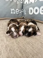 Hershey, a female Bernedoodle and Miniature Bernedoodle for sale in Lamar, CO – Photo 3 of 4