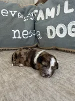 Hershey, a female Bernedoodle and Miniature Bernedoodle for sale in Lamar, CO – Photo 2 of 4