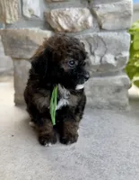 Badger, a male Bernedoodle and Miniature Bernedoodle for sale in Lamar, CO – 3 of 8