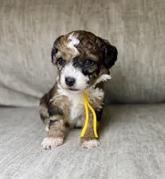  Bolt, a male Bernedoodle and Miniature Bernedoodle for sale in Lamar, CO – 2 of 6