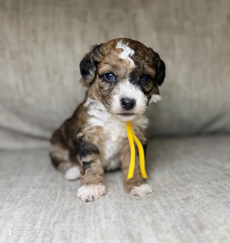  Bolt – Bernedoodle, Miniature Bernedoodle puppy for sale in Lamar, CO