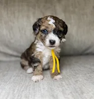  Bolt, a male Bernedoodle and Miniature Bernedoodle for sale in Lamar, CO – 1 of 6