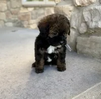 Blackjack , a male Bernedoodle and Miniature Bernedoodle for sale in Lamar, CO – 2 of 10