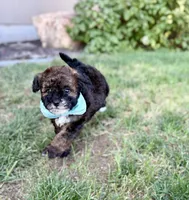 Benny, a male Bernedoodle and Miniature Bernedoodle for sale in Lamar, CO – 4 of 9