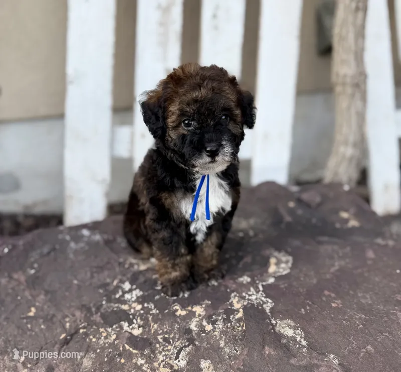 Benny – Bernedoodle, Miniature Bernedoodle puppy for sale in Lamar, CO