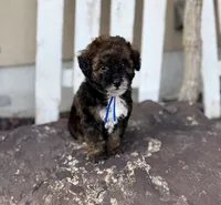 Benny, a male Bernedoodle and Miniature Bernedoodle for sale in Lamar, CO – 1 of 9