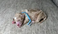 Fog, a male Goldendoodle and Miniature Goldendoodle for sale in Lamar, CO – 4 of 4