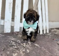Benny, a male Bernedoodle and Miniature Bernedoodle for sale in Lamar, CO – 2 of 9