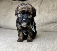 Blackjack , a male Bernedoodle and Miniature Bernedoodle for sale in Lamar, CO – 4 of 10