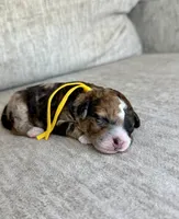  Bolt, a male Bernedoodle and Miniature Bernedoodle for sale in Lamar, CO – 3 of 3