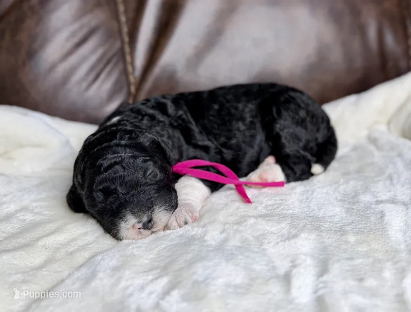 Midnight  – Goldendoodle, Miniature Goldendoodle puppy for sale in Lamar, CO