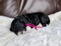 Midnight , a female Goldendoodle and Miniature Goldendoodle for sale in Lamar, CO – 1 of 4
