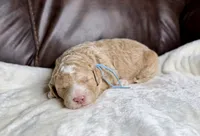 Fog, a male Goldendoodle and Miniature Goldendoodle for sale in Lamar, CO – 2 of 4
