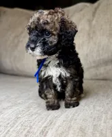 Benny, a male Bernedoodle and Miniature Bernedoodle for sale in Lamar, CO – 6 of 9