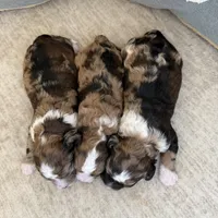 Tootsie, a female Bernedoodle and Miniature Bernedoodle for sale in Lamar, CO – Photo 7 of 7