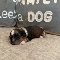 Tootsie, a female Bernedoodle and Miniature Bernedoodle for sale in Lamar, CO – Photo 5 of 7