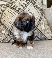 Tootsie, a female Bernedoodle and Miniature Bernedoodle for sale in Lamar, CO – Photo 3 of 7
