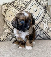 Tootsie, a female Bernedoodle and Miniature Bernedoodle for sale in Lamar, CO – Photo 1 of 7
