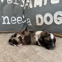 Tootsie, a female Bernedoodle and Miniature Bernedoodle for sale in Lamar, CO – Photo 4 of 7
