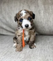 Blaze, a male Bernedoodle and Miniature Bernedoodle for sale in Lamar, CO – 3 of 7
