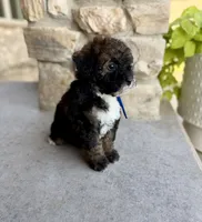 Benny, a male Bernedoodle and Miniature Bernedoodle for sale in Lamar, CO – 3 of 9