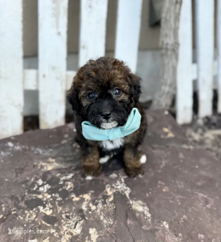 Badger – Bernedoodle, Miniature Bernedoodle puppy for sale in Lamar, CO