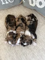 Rolo, a male Bernedoodle and Miniature Bernedoodle for sale in Lamar, CO – Photo 3 of 3