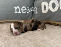 Rolo, a male Bernedoodle and Miniature Bernedoodle for sale in Lamar, CO – Photo 1 of 3