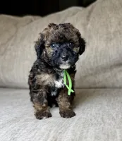 Badger, a male Bernedoodle and Miniature Bernedoodle for sale in Lamar, CO – 5 of 8