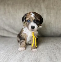  Bolt, a male Bernedoodle and Miniature Bernedoodle for sale in Lamar, CO – 3 of 6