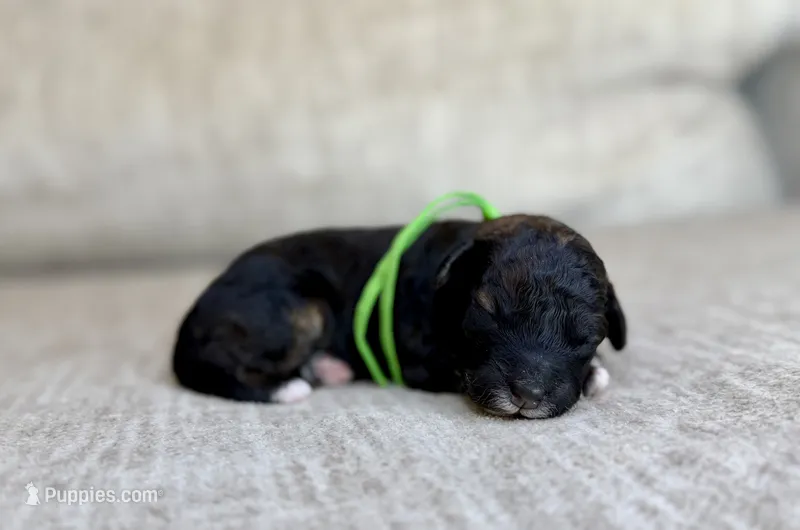 Badger – Bernedoodle, Miniature Bernedoodle puppy for sale in Lamar, CO