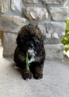Badger, a male Bernedoodle and Miniature Bernedoodle for sale in Lamar, CO – 2 of 8