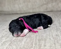 Midnight , a female Goldendoodle and Miniature Goldendoodle for sale in Lamar, CO – 3 of 4