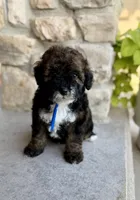 Benny, a male Bernedoodle and Miniature Bernedoodle for sale in Lamar, CO – 5 of 9