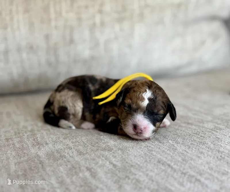  Bolt – Bernedoodle, Miniature Bernedoodle puppy for sale in Lamar, CO